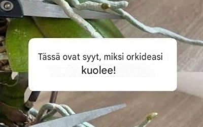 Tässä ovat syyt, miksi orkideaovesi!