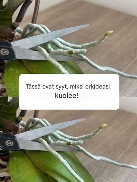 Tässä ovat syyt, miksi orkideaovesi!