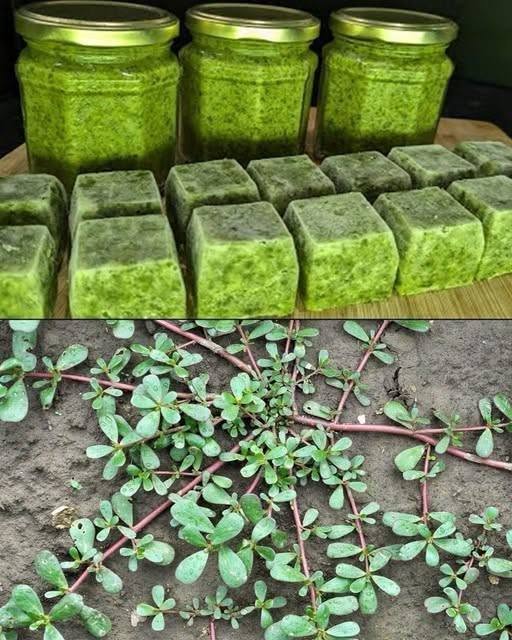 Älä koskaan astu tämän rikkaruohon päälle; sitä pidetään puutarhan “kultakaivoksena” … 𝗦𝗲𝗲 𝗺𝗼𝗿𝗲 𝗺𝗶𝗶 𝗺𝗶𝗶 𝗺𝗶𝗶𝗻 𝗺𝗶𝗶𝗻 𝗺𝗶𝗶𝗻