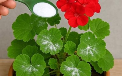 Näin saat pelargonit täyteen kukkaa: sinun on kasteltava niitä näin, jotta ne kukoistavat aina Koko resepti