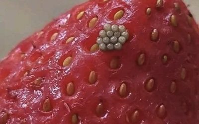 Liotin marjojani suolavedessä ja näin näitä valkoisia, heiluvia juttuja tulevan ulos. Pitäisikö minun vain heittää ne pois?  𝗧𝗲𝗶𝗮 …