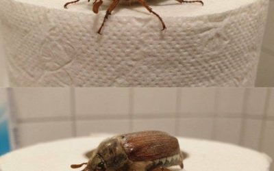 Tyttäreni löysi tämän hyönteisen kylpyhuoneesta, enkä nyt saa sitä pois päästäni. 😳 Yritän selvittää, mikä se on, onko se vaarallinen ja mitä tehdä, jos jokin niistä ilmestyy taloon.  Resepti kommenteissa. ❤️ JATKAKSESI RESEPTEJÄNI, LÄHETÄ TEKSTIVIESTI “KYLLÄ”