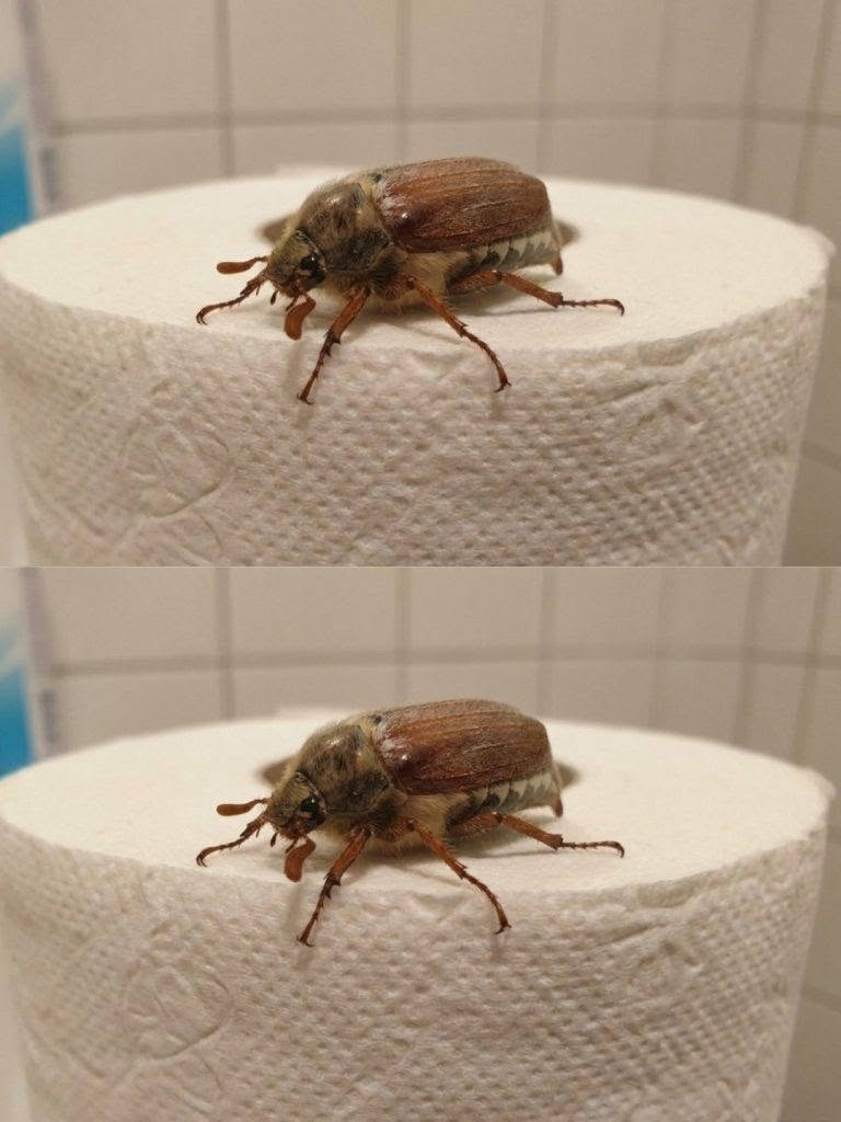 Tyttäreni löysi tämän hyönteisen kylpyhuoneesta, enkä nyt saa sitä pois päästäni. 😳 Yritän selvittää, mikä se on, onko se vaarallinen ja mitä tehdä, jos jokin niistä ilmestyy taloon.  Resepti kommenteissa. ❤️ JATKAKSESI RESEPTEJÄNI, LÄHETÄ TEKSTIVIESTI “KYLLÄ”