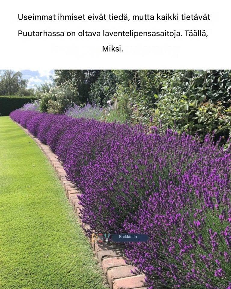Useimmat ihmiset eivät tiedä, mutta laventeli-aidalla on paikkansa jokaisessa puutarhassa. Tässä syy.  Resepti kommenteissa. ❤️ JATKAKSESI RESEPTEJÄNI, LÄHETÄ TEKSTIVIESTI “KYLLÄ”