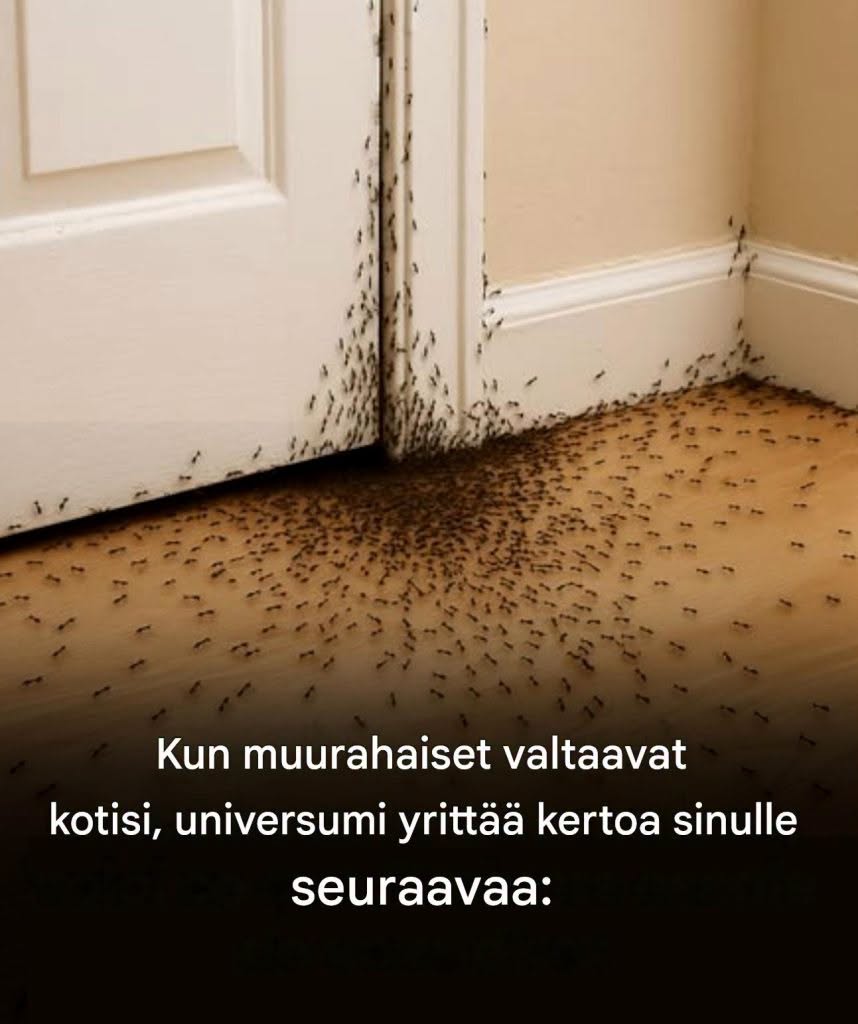 Kun muurahaiset valtaavat kotisi, tässä on mitä universumi yrittää kertoa sinulle  Katso lisää ohjeita ensimmäisestä kommentista 👇😍👇