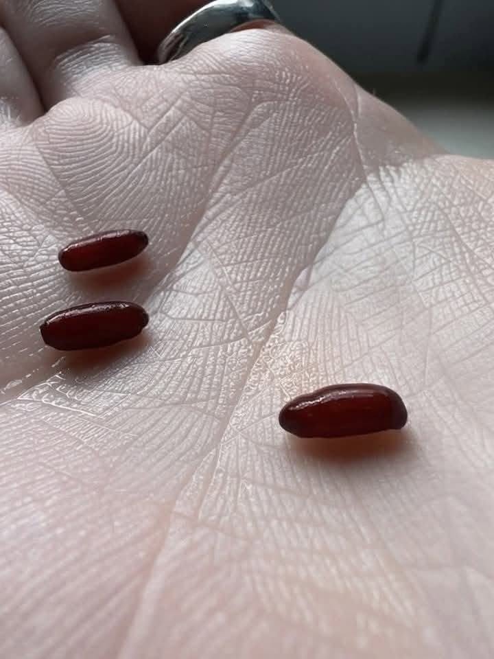 Löysin juuri tämän sängystäni. Se on vähän pelottava. Mikä se on?