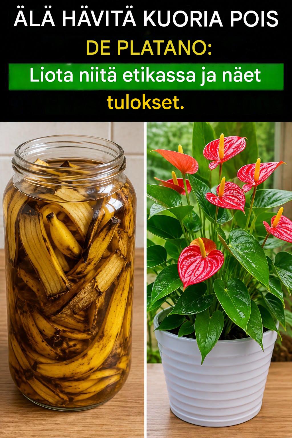 Älä heitä banaaninkuoria pois: liota niitä etikassa ja näet tulokset