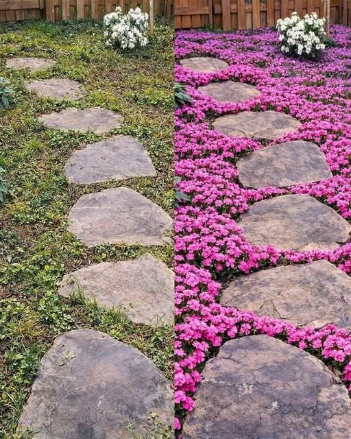 11 maanpeitekasvia, jotka valtaavat rikkaruohot, jotta niillä ei ole mitään mahdollisuuksia  Katso lisää ohjeita ensimmäisestä kommentista 👇😍👇