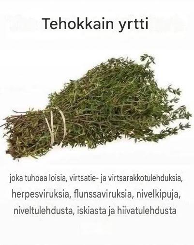 Tämä tehokas keittiöyrtti voi auttaa torjumaan loisia, infektioita ja kausiluonteisia sairauksia luonnollisesti… jaa ja tykkää, jos pidät tätä hyödyllisenä ⬇️