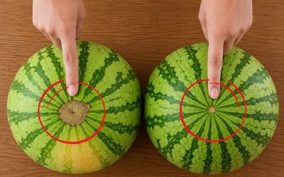 TARKISTA TÄMÄ PAIKKA: Näin valitset aina makean, mehukkaan ja täydellisen kypsän vesimelonin!  Katso lisää ohjeita ensimmäisestä kommentista 👇😍👇