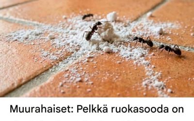 Muurahaiset: Pelkkä ruokasooda on hyödytön; vain tämä tietty seos todella toimii.  Katso lisää ohjeita ensimmäisestä kommentista 👇😍👇