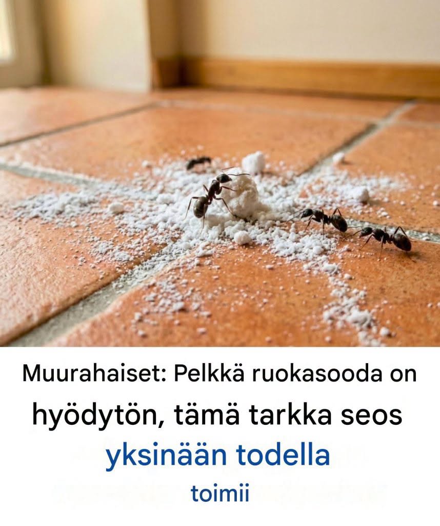 Muurahaiset: Pelkkä ruokasooda on hyödytön; vain tämä tietty seos todella toimii.  Katso lisää ohjeita ensimmäisestä kommentista 👇😍👇